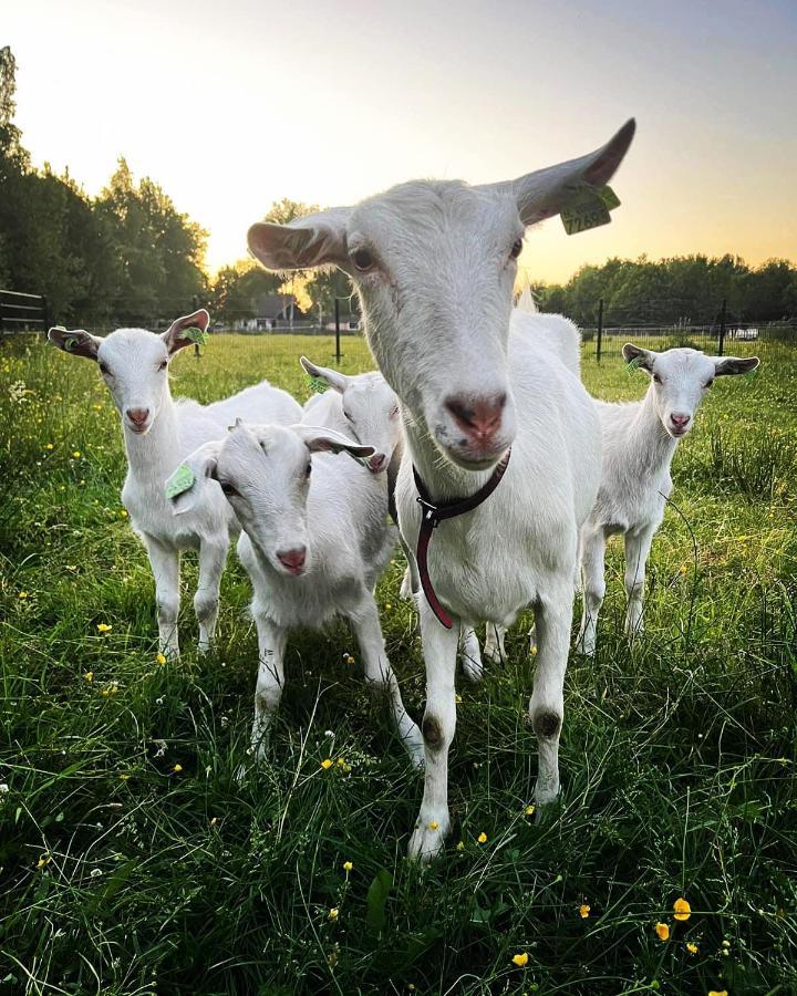 Pipowagens Bij Pannenkoekenrestaurant & Camping De Koppenjan 'Een Uniek Verblijf Met Kinderspeelboerderij' Jubbega-Schurega المظهر الخارجي الصورة