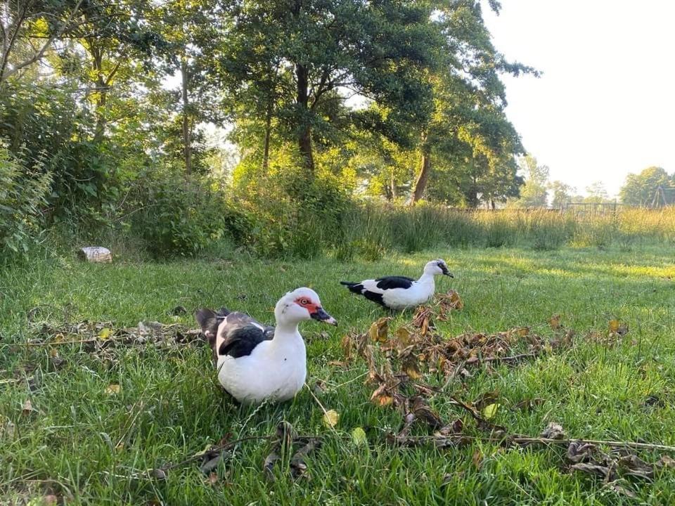 Pipowagens Bij Pannenkoekenrestaurant & Camping De Koppenjan 'Een Uniek Verblijf Met Kinderspeelboerderij' Jubbega-Schurega المظهر الخارجي الصورة